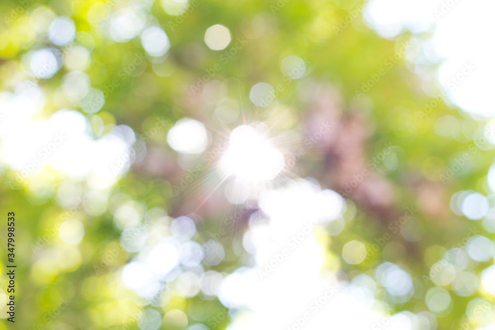 Fototapeta premium Green blurred background and sunlight.