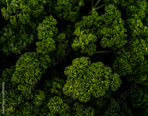 Fototapeta Naklejka Na Ścianę i Meble -  The tops of vegetables that look like dense forests