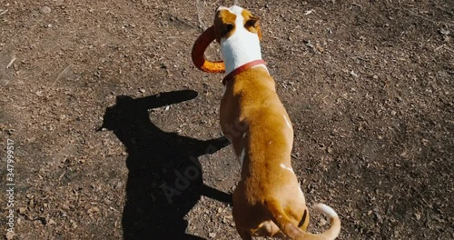 Staffordshire terrier playing with puller. Master of dog throw toy to his pet. photo