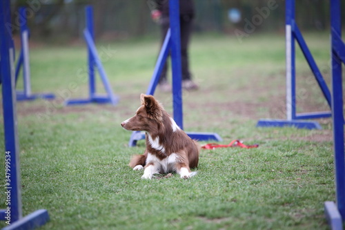 Roter Border Colli auf dem Hundeplatz beim Training