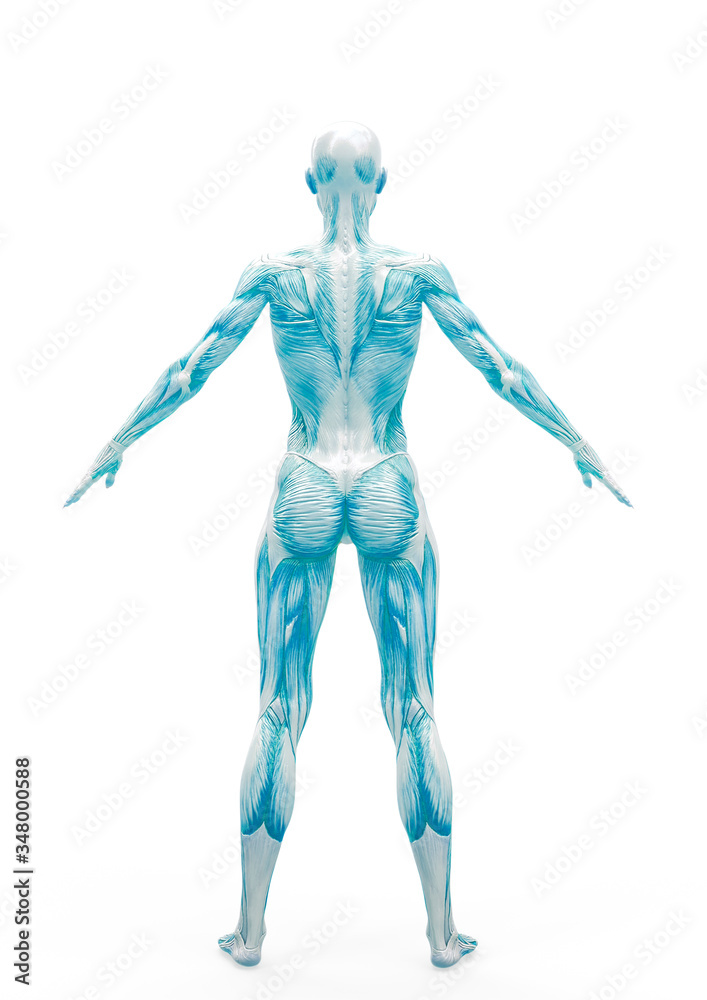 muscle woman standing up in white background rear view