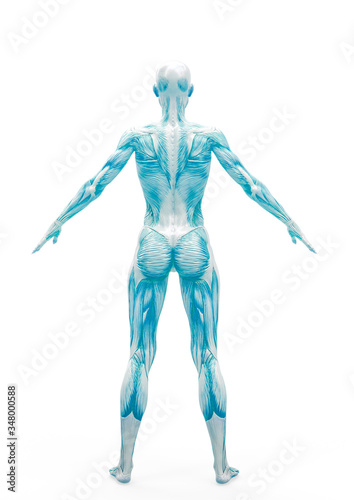 muscle woman standing up in white background rear view © DM7