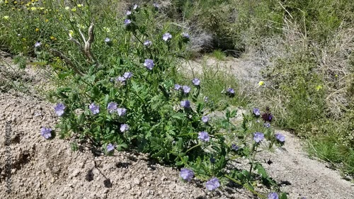 Blossoms in light blue shades top Distant Scorpionweed, Phacelia Distans, Boraginaceae, native annual on the edges of Twentynine Palms, Southern Mojave Desert, Springtime. photo