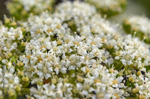 Yarrow flowers in a field close-up. Zabaykalsky Krai. Russia.