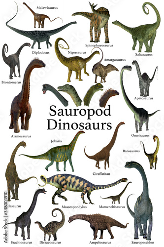 Sauropod Dinosaurs - This is a collection of herbivorous sauropod dinosaurs who have long necks and tails with small heads.