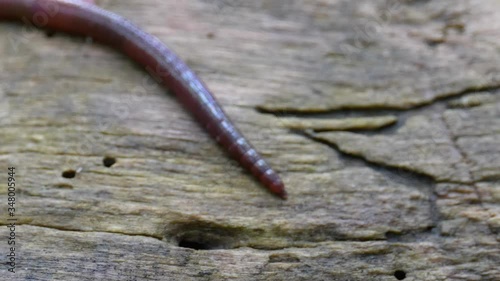 Earthworm in the Forest on a Tree Log. Long Worm Wriggles and Crawls. photo