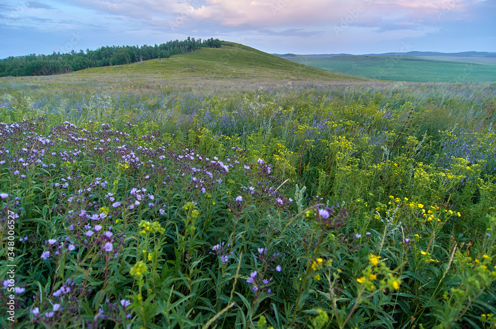 Fields of flowering grass under the evening sky. Zabaykalsky Krai. Russia. Fields of flowering grass under the evening sky. Zabaykalsky Krai. Russia.