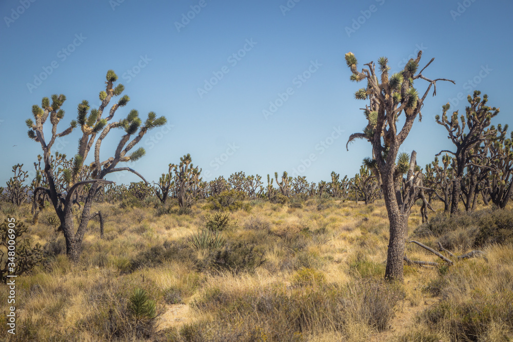 Joshua Tree Forest in the Mojave Preserve Joshua Tree Forest in the Mojave Preserve
