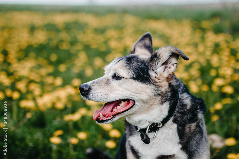 joyful dog in the summer in a flowering field in yellow dandelions.