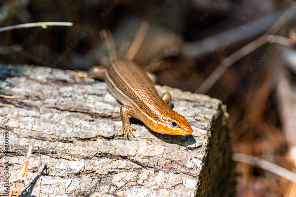 Female Broadhead Skink