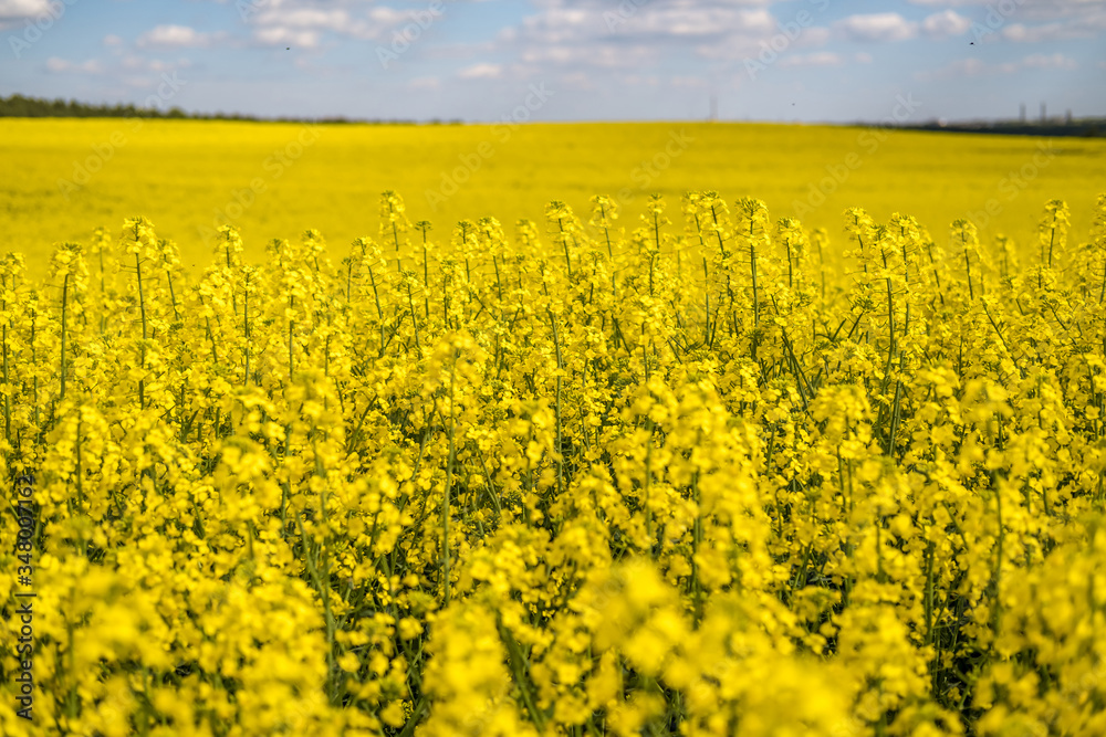 Field of beautiful springtime golden flower of rapeseed with blue sky