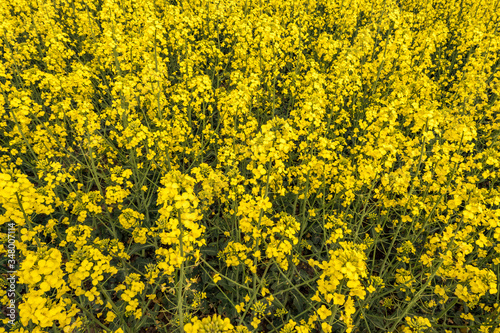 Field of beautiful springtime golden flower of rapeseed with blue sky