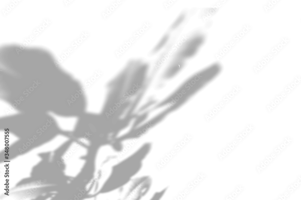Summer plant shadow background. Shadow of the flower of happiness milkweed on the white wall. White and black for superimposing a photo or mockup. Vector illustration Summer plant shadow background. Shadow of the flower of happiness milkweed on the white wall. White and black for superimposing a photo or mockup. Vector illustration