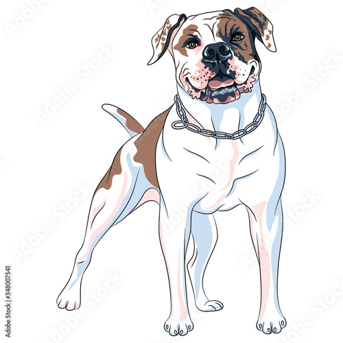 Vector sketch of dog American Bulldog breed, white with patches of brown and black