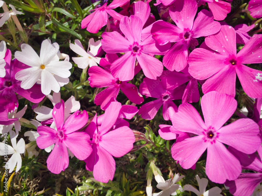 The natural color of the flowers is bright and beautiful. Moreover, the spring sunshine is wonderful. The natural color of the flowers is bright and beautiful. Moreover, the spring sunshine is wonderful.