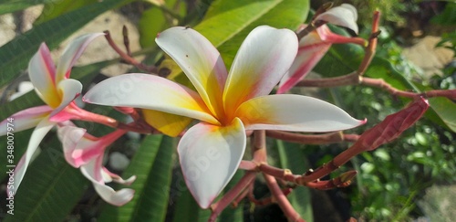 pink frangipani flower