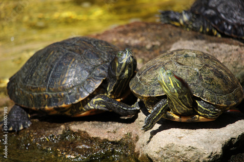 Close up of turtles of the specie called red-eared slider (Trachemys scripta elegans). Also known as the red-eared terrapin or red-eared slider turtle, 