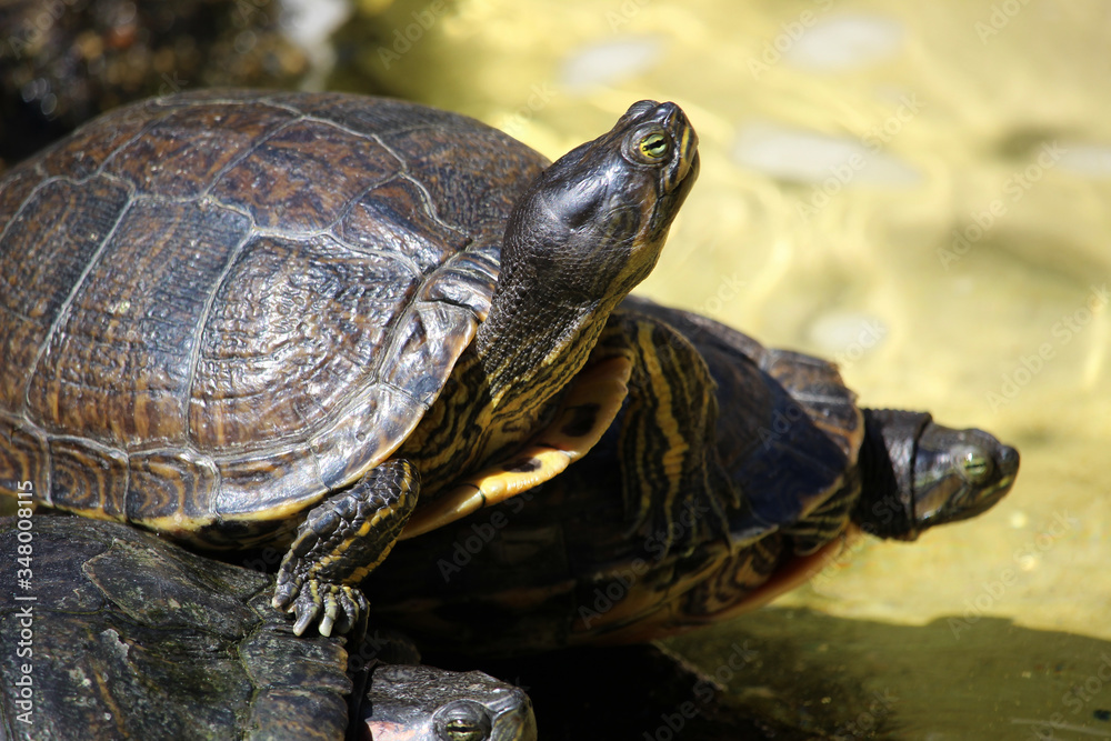 Fototapeta premium Tortuga tomando el sol. Es de la especie Trachemys scripta, llamada galápago de Florida, ​ tortuga pintada o tortuga de orejas rojas