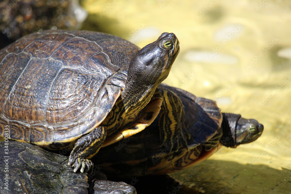 Fototapeta premium Close up of turtles of the specie called red-eared slider (Trachemys scripta elegans). Also known as the red-eared terrapin or red-eared slider turtle, 