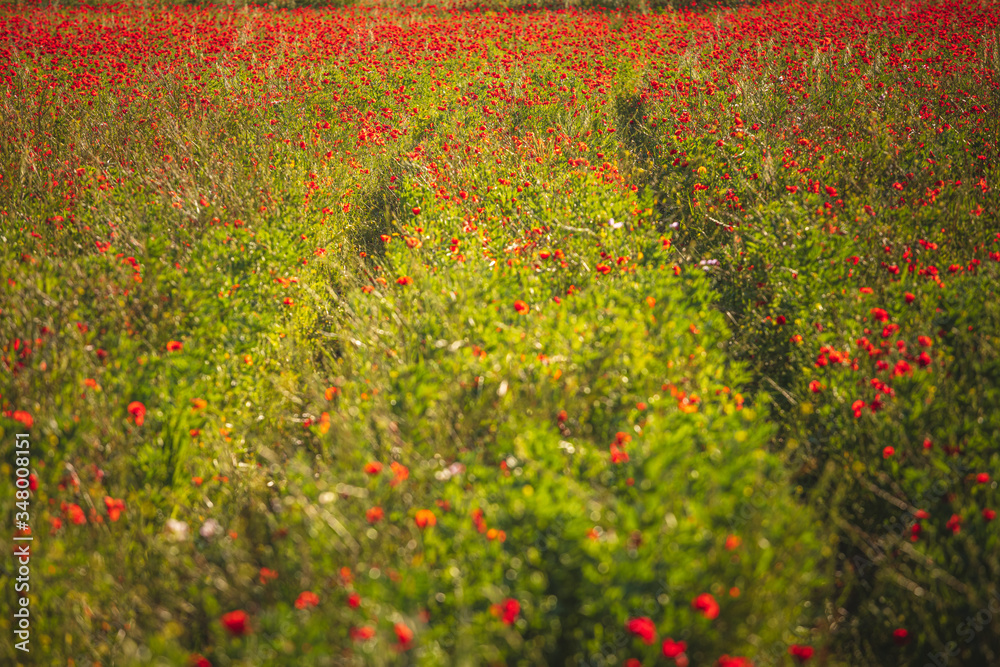 Poppies in a beautiful meadow during spring season