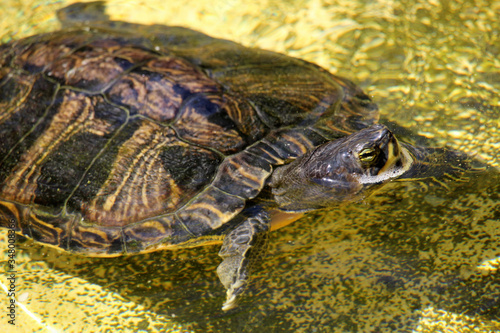 Tortuga nadando en un estanque