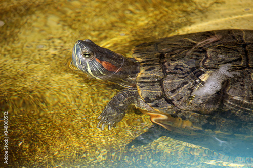 Tortuga nadando en un estanque