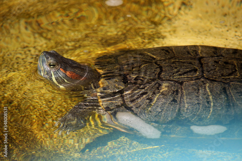 Tortuga nadando. Es un galápago de Florida o tortuga de orejas rojas (Trachemys scripta)