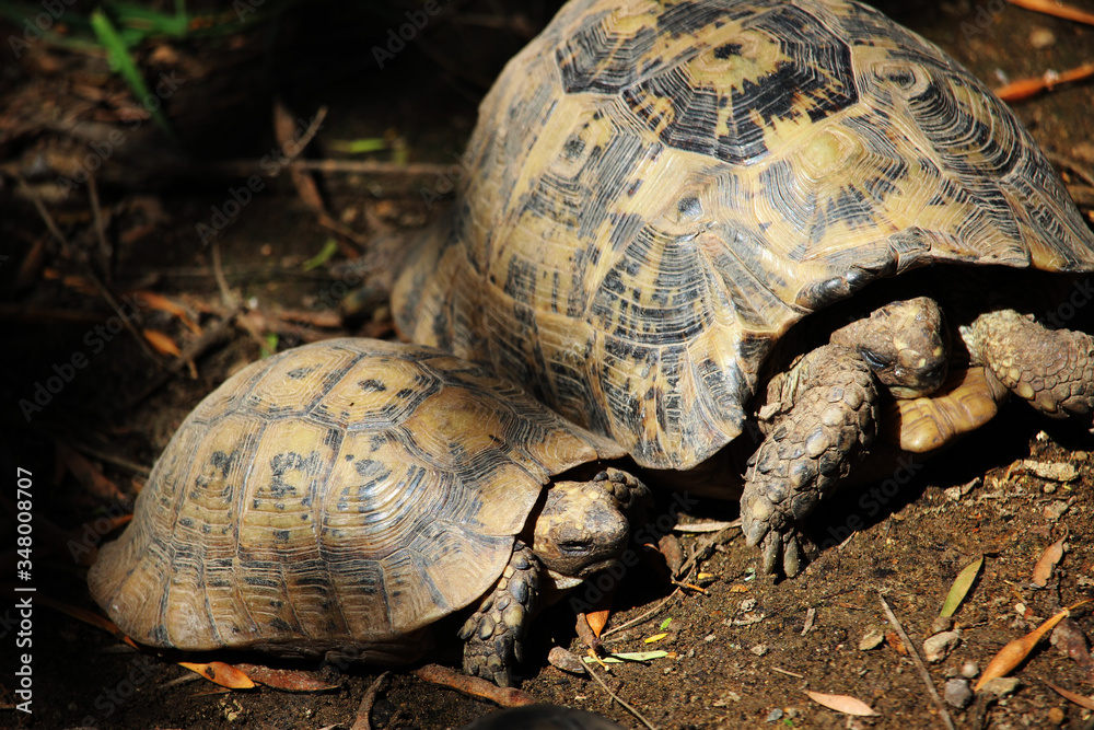 Obraz premium Greek tortoise (Testudo graeca), also known commonly as the spur-thighed tortoise
