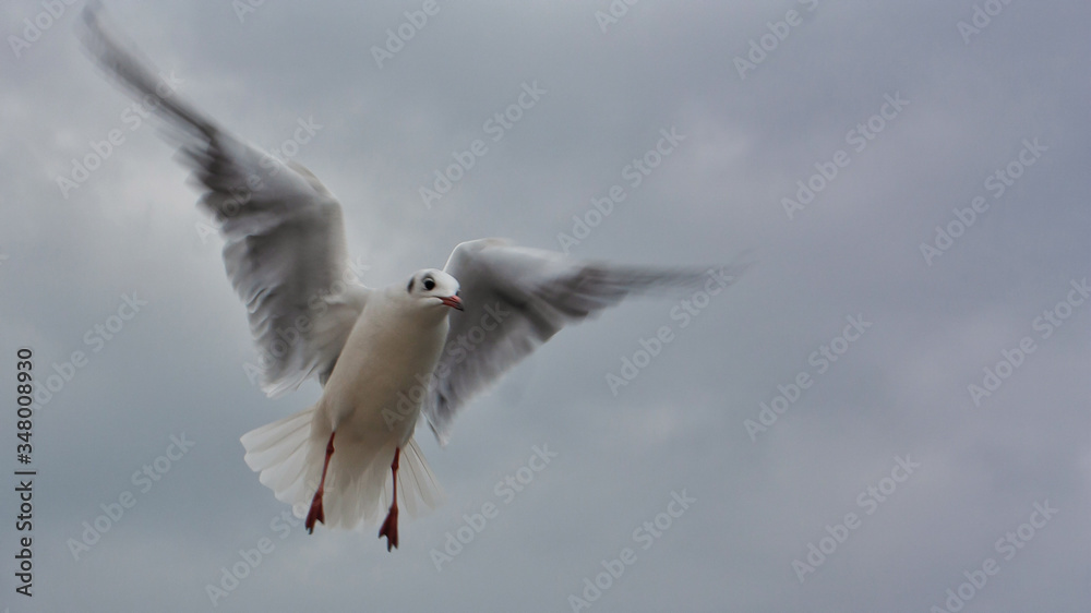 seagull in flight seagull in flight