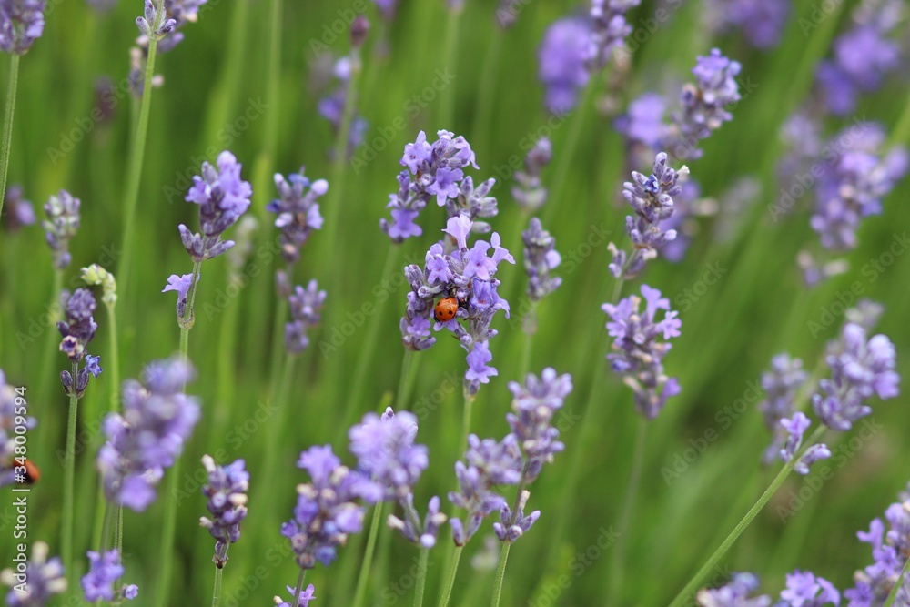 Ladybird on Lavender in the middle of a Lavender field Ladybird on Lavender in the middle of a Lavender field