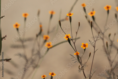 pequenas flores amarelas delicadas photo