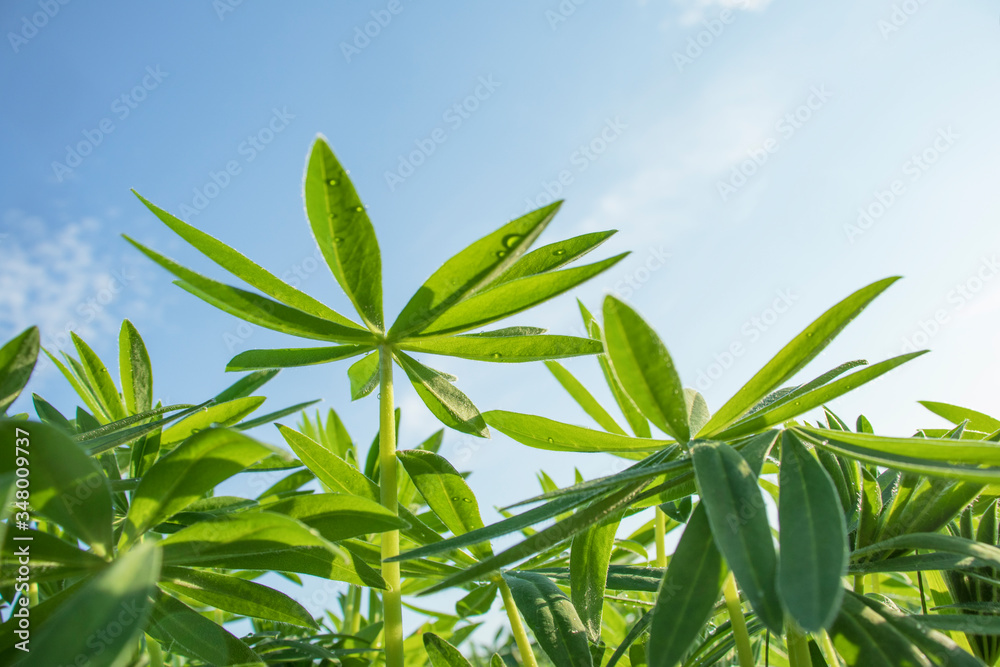 Young, green leaves with dew drops of the Lupine plant against a blue sky in the rays of the summer sun.