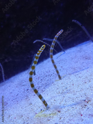 sea snake in the sea