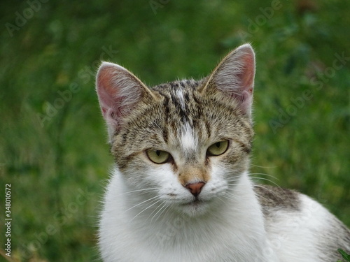 cat in the grass