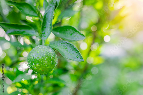 Wallpaper Mural fresh green oranges growing on tree Torontodigital.ca