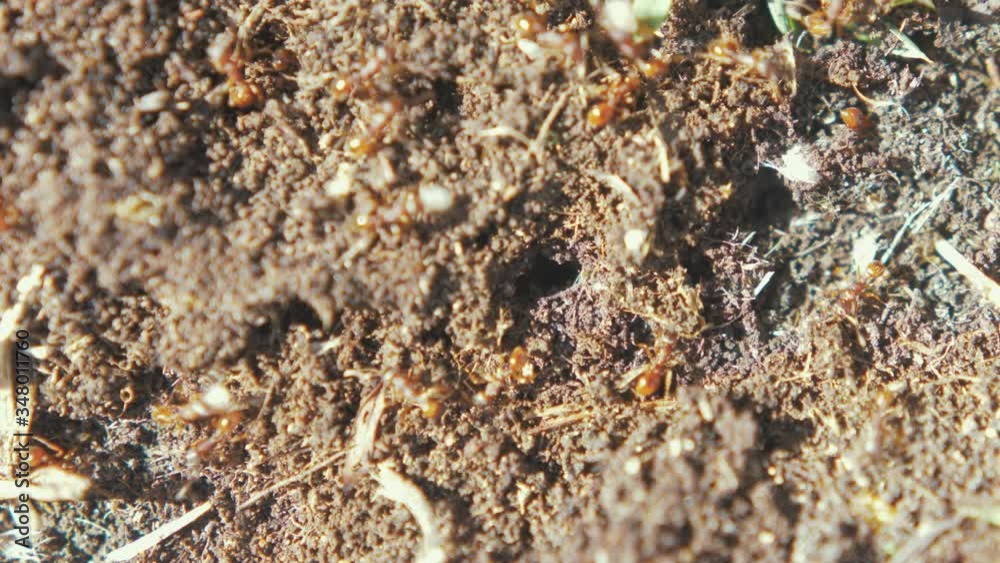 Ants colony moving around fast tunneling into soil Ants colony moving around fast tunneling into soil