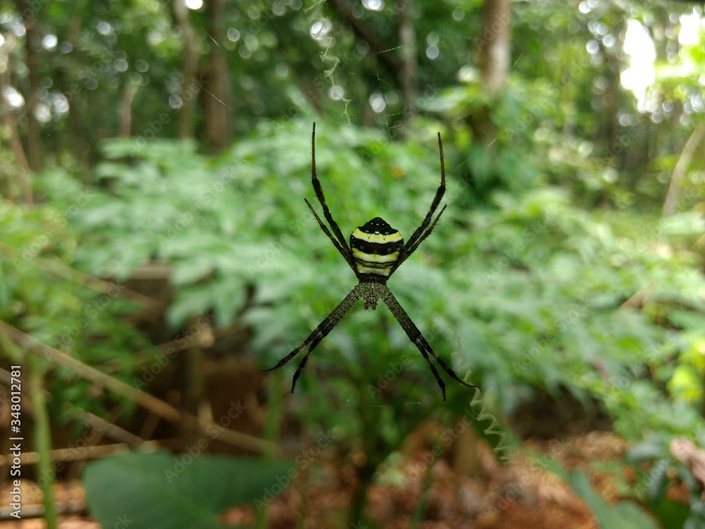 Fototapeta premium Black yellow spider on the web