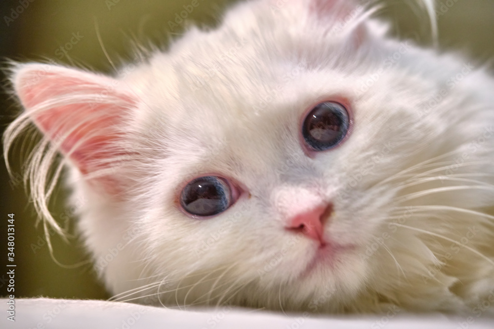 Turkish angora with blue eyes portrait close-uo Turkish angora with blue eyes portrait close-uo