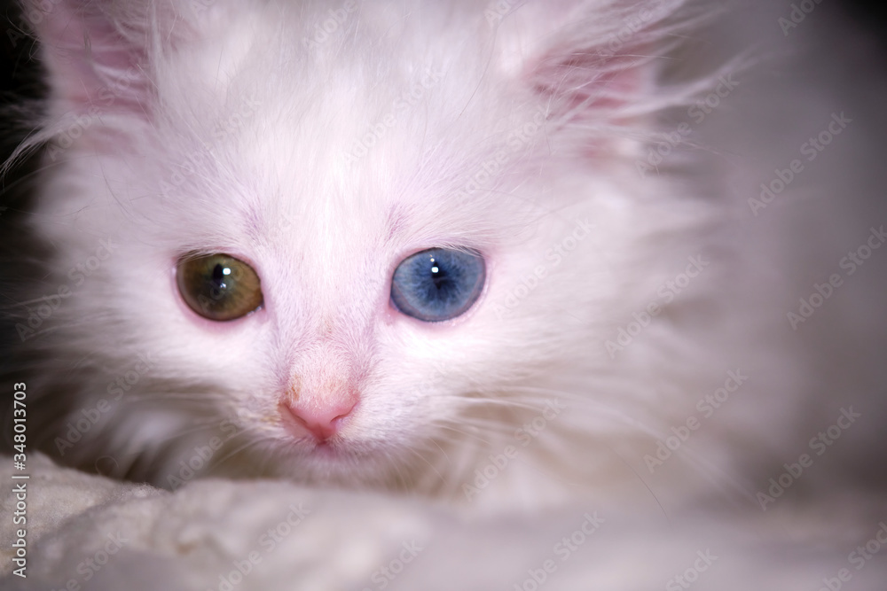 white kitten with heterochromia close-up color low light