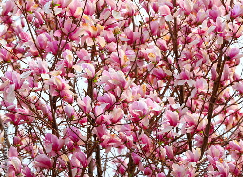Magnolia in bloom, in the park