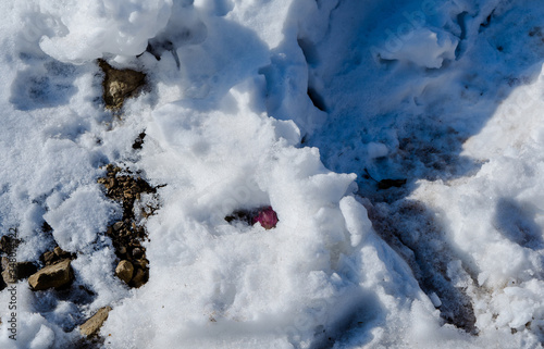 Natural winter background with fresh snow texture at Nathatop, Patnitop Jammu
 photo