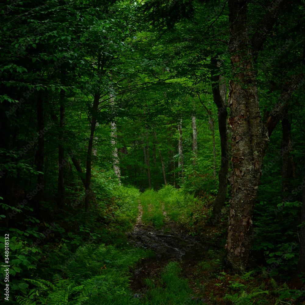 path in the forest