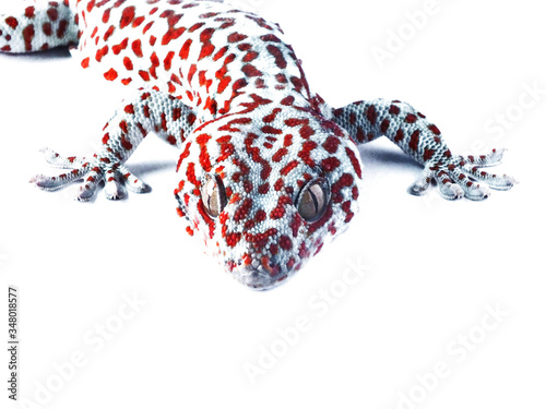 Gecko climbing on white background