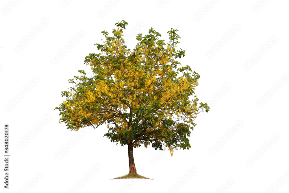1 beautiful yellow flowering tree isolated on a white background