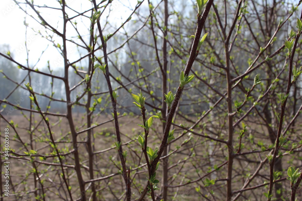 naked tree branches bloomed leaves in the spring in the forest plant naked tree branches bloomed leaves in the spring in the forest plant