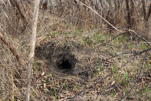 burrow in the ground animal shelter in nature in the forest between bushes