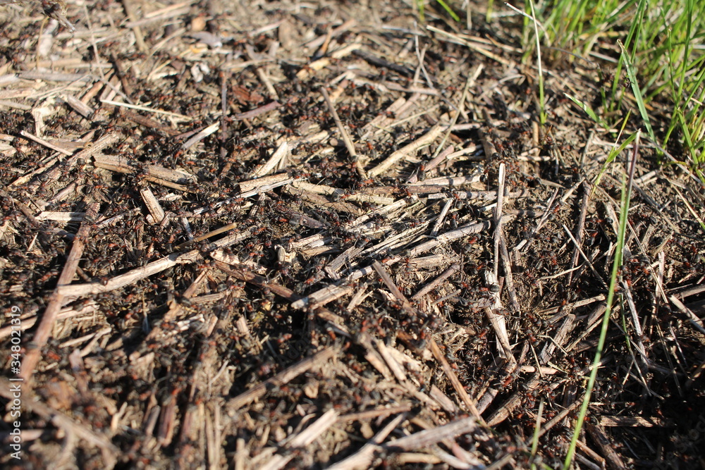 an anthill with forest ants insects crawl in the ground an anthill with forest ants insects crawl in the ground