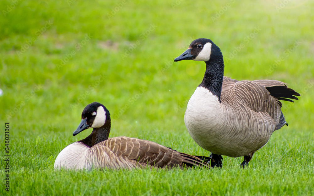 Geese are enjoying spring time on green grass Geese are enjoying spring time on green grass
