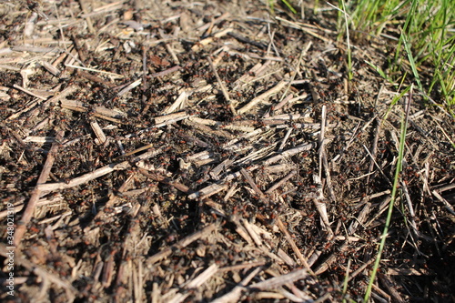 an anthill with forest ants insects crawl in the ground