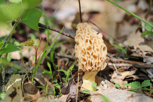 A true morel (Morchella) growing in the woods